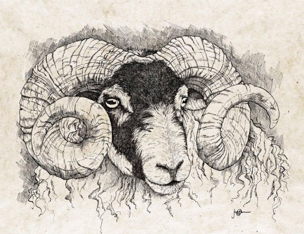 Череп козла