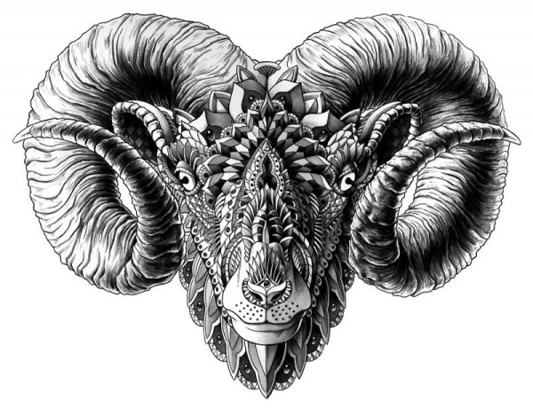 Голова барана