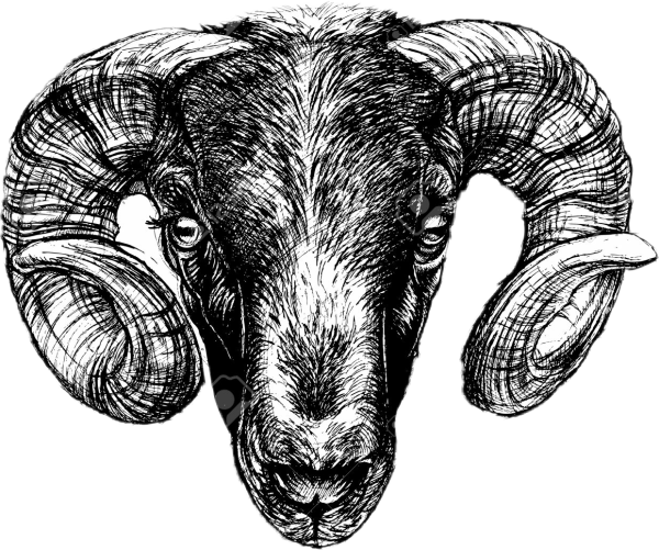 Голова горного барана