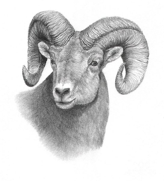 Баран Графика