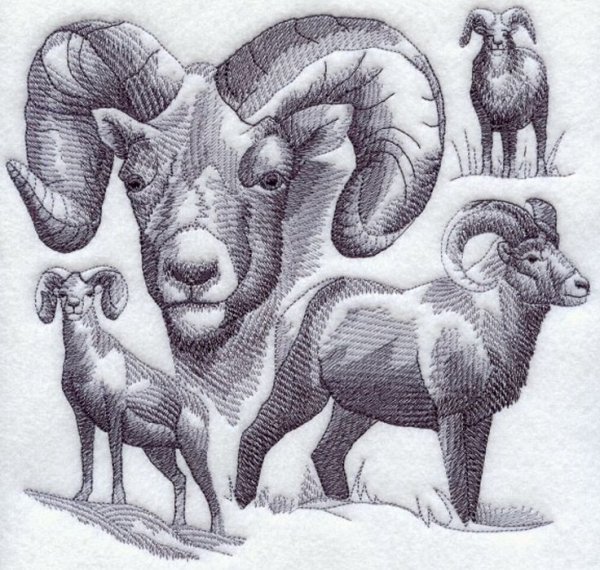 Испуганная овца