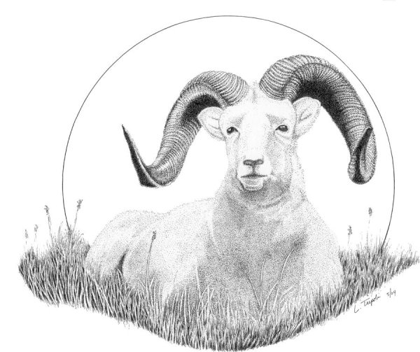 Темная Овечка