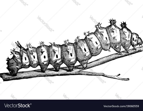 Гусеница Графика