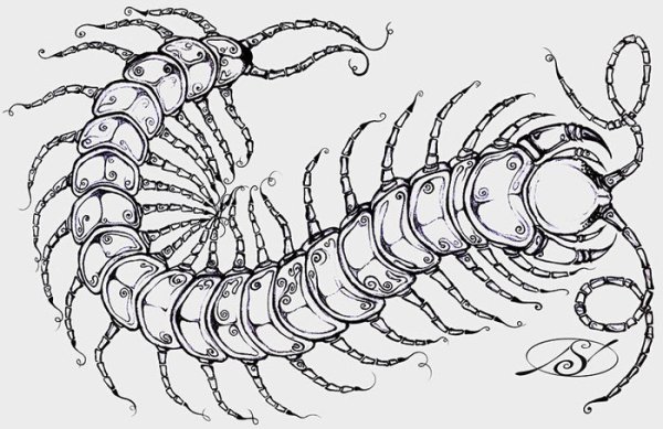 Многоножка мухоловка
