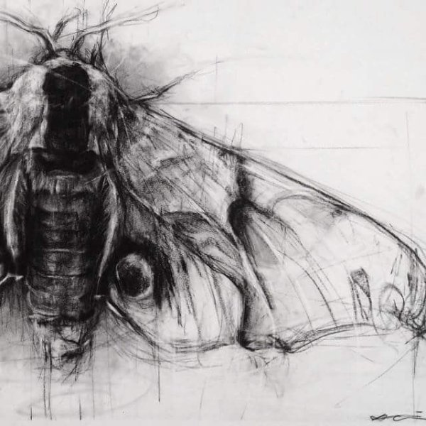 Наброски насекомых уголь