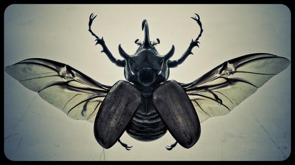 Паучья Королева острова черепа