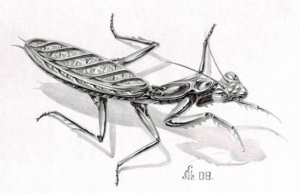 Насекомые Графика