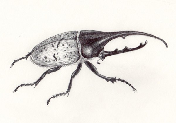 Комар кровопийца