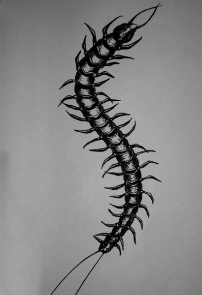 Нарисовать паука карандашом