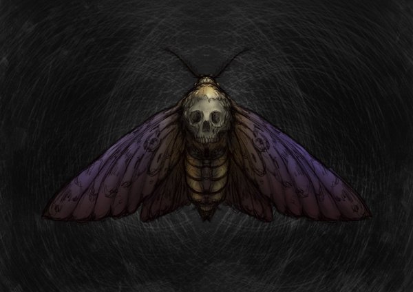 Бражник мертвая голова арт