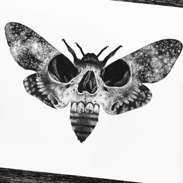 Бражник мертвая голова арт