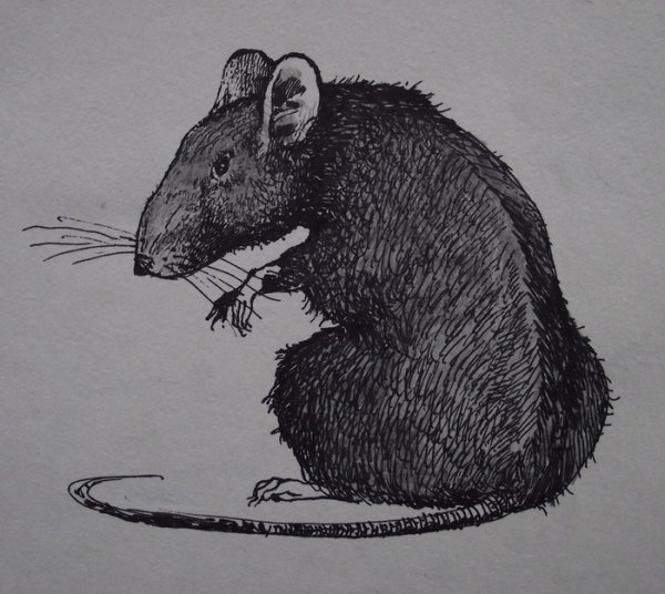Крыса арт