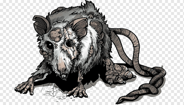 Крыса рисунок карандашом