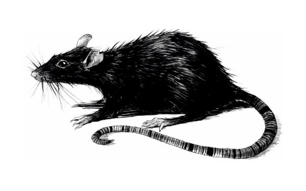 Крыса арт