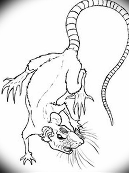 Милые арты крыс