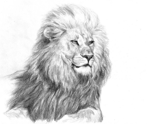 Лев рычит карандашом