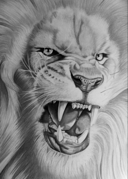 Лев Академический рисунок
