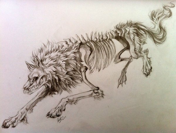 Скелет волка