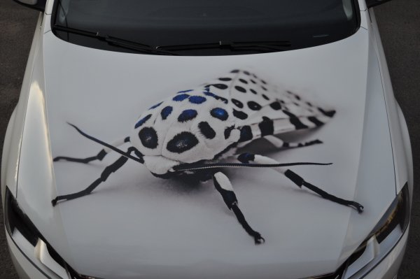 Аэрография на крыше авто