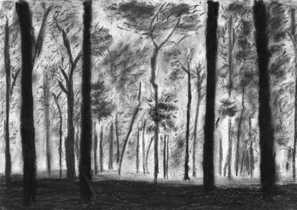 Темный лес карандашом