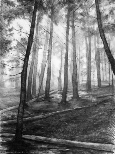Лес карандашом