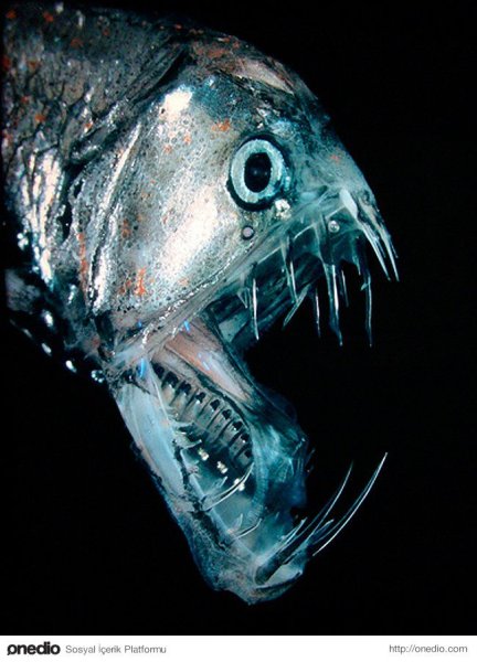 Девонский период ДУНКЛЕОСТЕЙ