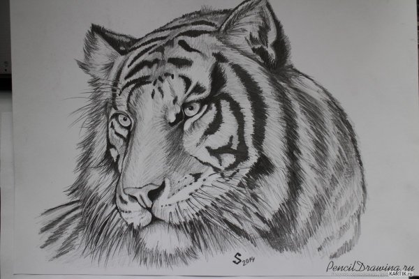 Рисунок тигра карандашом
