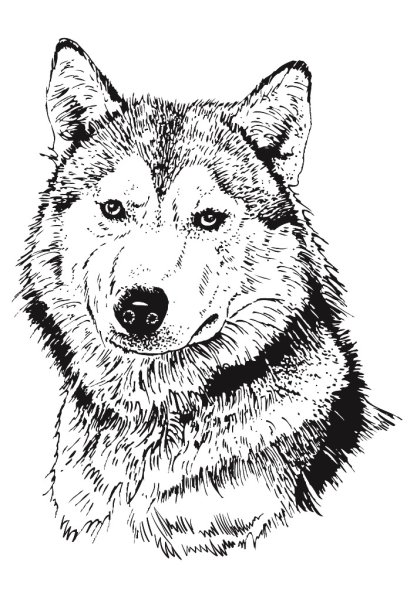 Выжигание по дереву животные