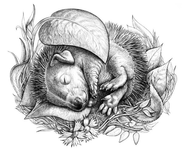 Рыба для выжигания