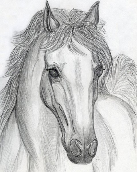 Лошадь рисунок карандашом