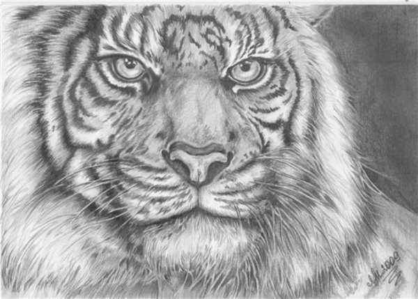 Рисунки животных простым карандашом