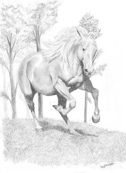 Эскиз коня карандашом