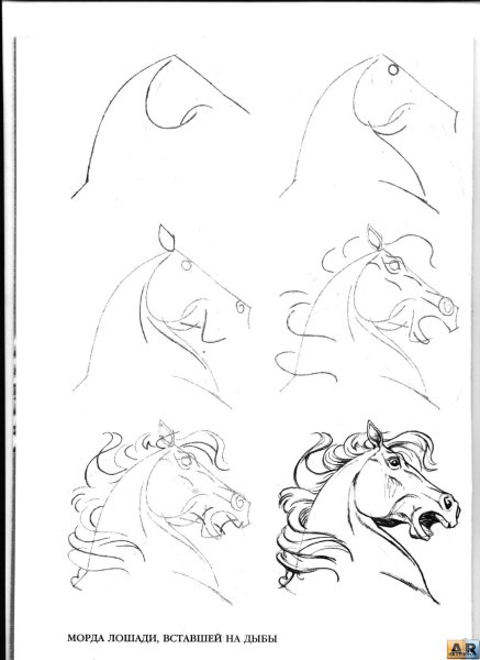 Поэтапный рисунок лошади карандашом
