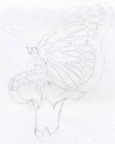 Бабочка рисунок карандашом