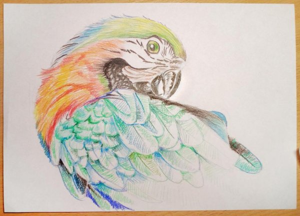 Рисунки цветными карандашами