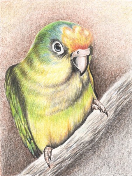 Рисунки цветними карандашом