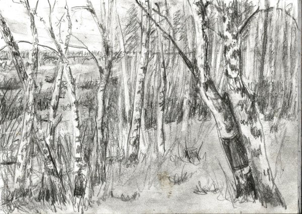 Осенний лес рисунок карандашом