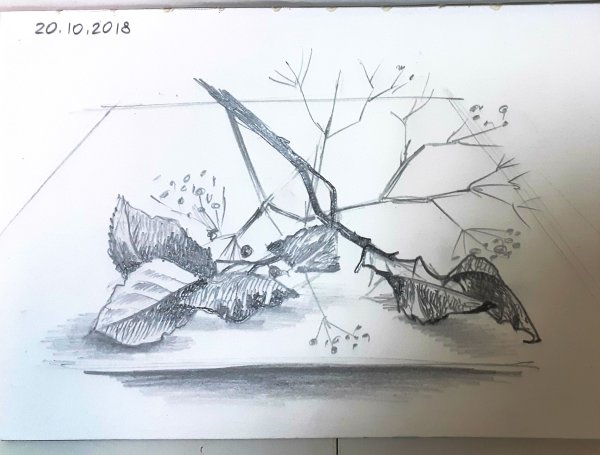 Зарисовка осенних листьев карандашом