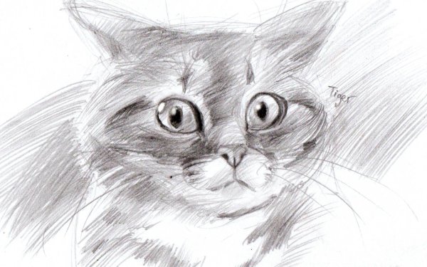 Котята раскраска живые