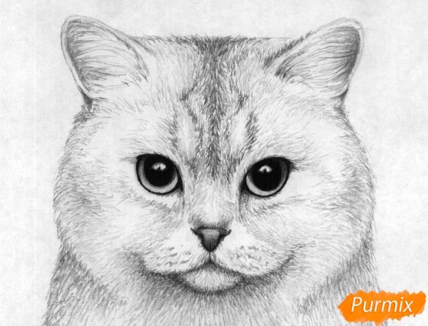 Раскраска. Котики