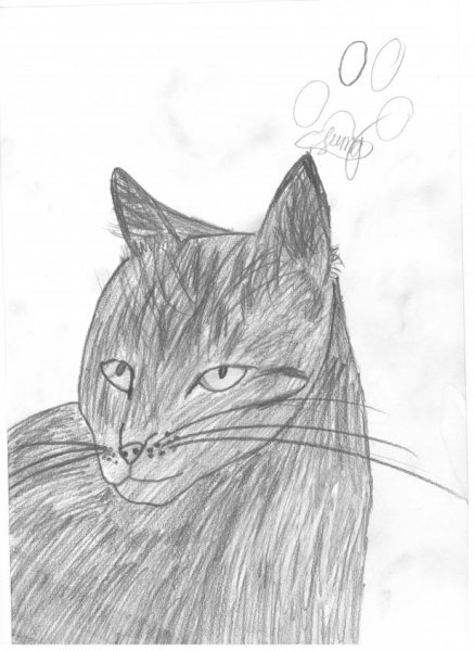 Раскраски антистресс кошки