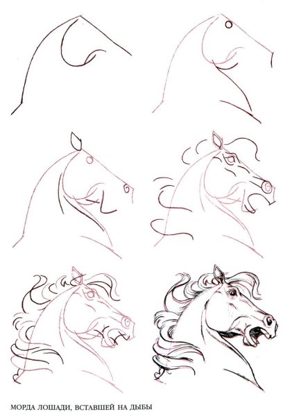 Эймис ли "рисуем 50 лошадей"