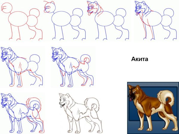 Поэтапное рисование волка