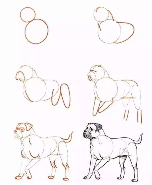 Как нарисовать хамелеона