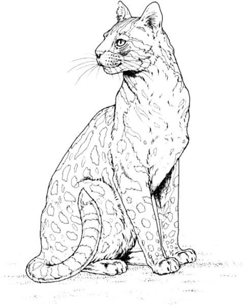 Антистресс кошка