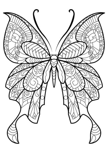 Раскраски для взрослых бабочки