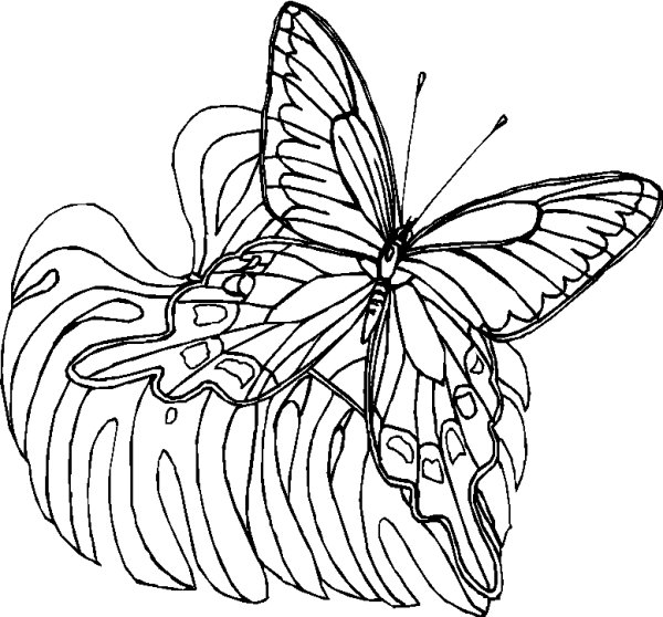 Бабочка Алкиной раскраска