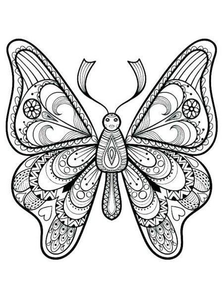 Раскраска бабочки на цветах