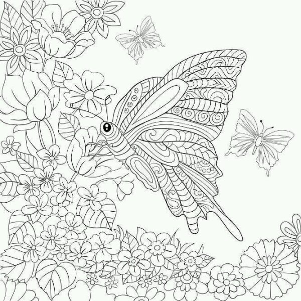 Цветы и бабочки. Раскраска