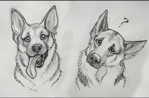 Наброски собак